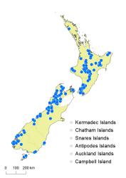 Leptopteris superba distribution map based on databased records at AK, CHR and WELT.
 Image: K. Boardman © Landcare Research 2014 